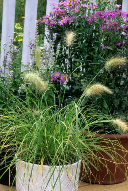Fountain Grass on balcony Pennisetum villosum