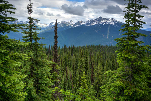 istock Mount Revelstoke National Park, BC, Canada 1303626122