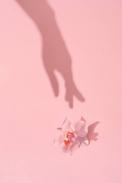 istock Womans hand shadow touches natural flower on pink flat lay. 1303627237