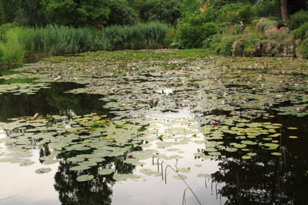 istock Old pond in a beautiful park 1303627400