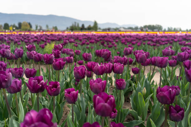 istock beds of blooming tulips on a farm 1303628723