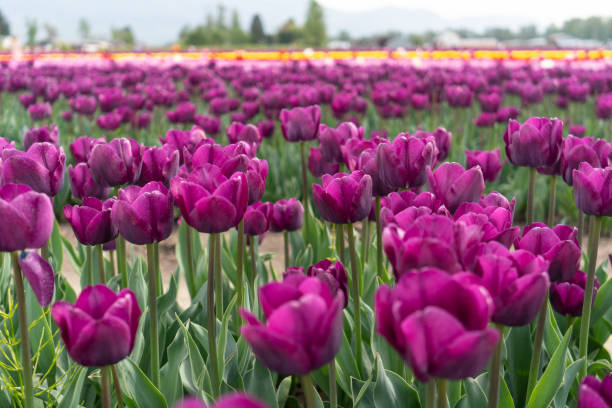istock beds of blooming tulips on a farm 1303629216