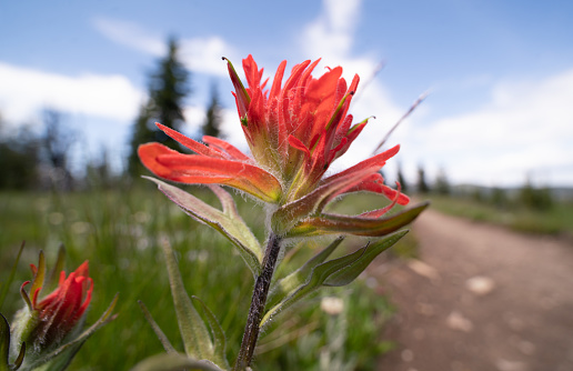 close-up of an indian paintbrush flower or prairie-fire (Castilleja miniata), Manning Park, British Columbia, Canada
