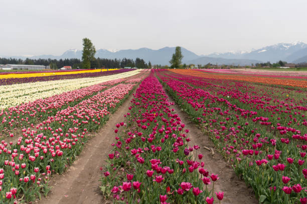 istock beds of blooming tulips on a farm 1303629942