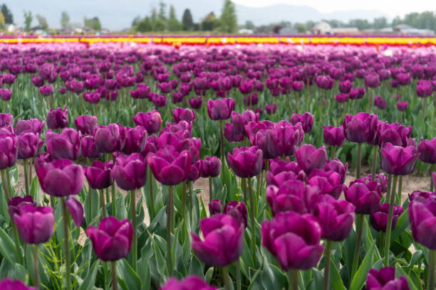 istock beds of blooming tulips on a farm 1303630085
