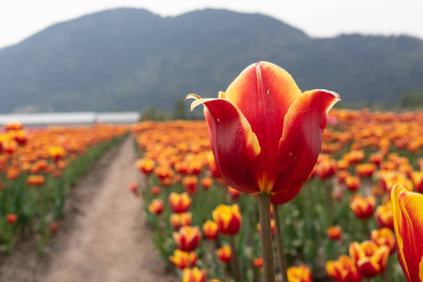 beds of blooming tulips on a farm