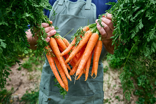 Ripe natural organic freshly picked carrots in the hands of farmer. Harvest Country Village Agriculture concepts. Healthy organic food, vegetables, Vitamin Keratin