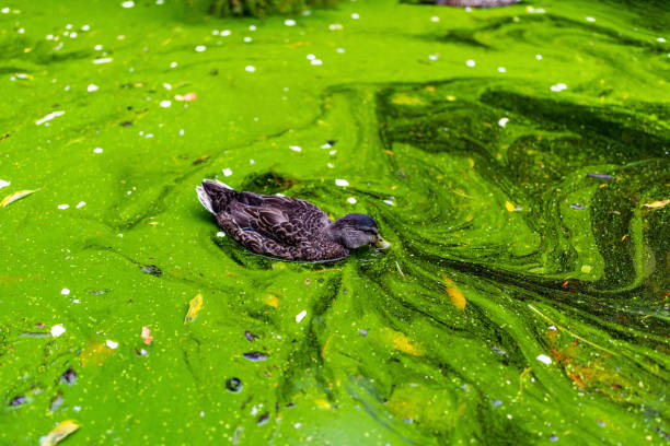This January 2021 photo shows a duck floating through a bright green algae bloom at the Queen's Gardens in Nelson, New Zealand.