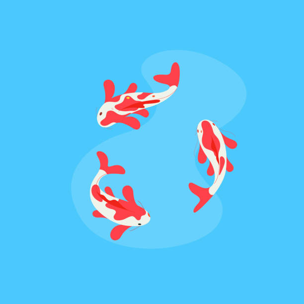 297 Cartoon Of The Koi Fish Pond Illustrations & Clip Art - iStock