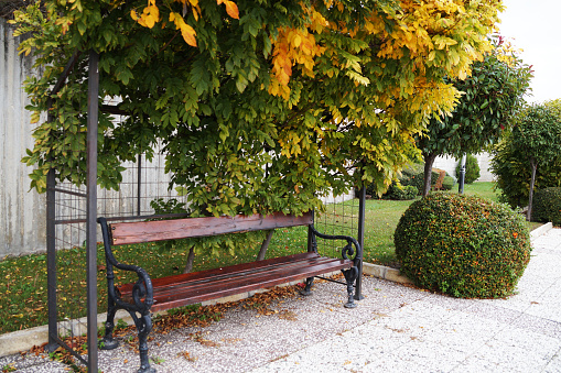 bench under a natural decorative canopy made of plants, landscape design