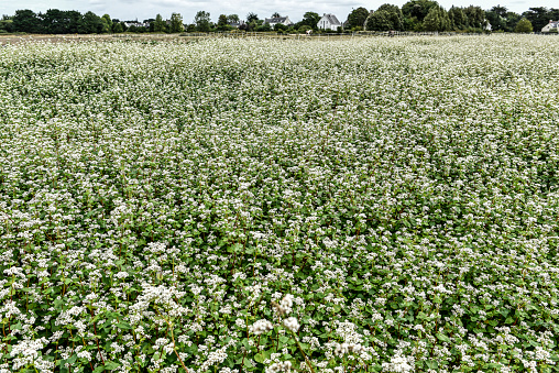 Field of Buckwheat persicaria fagopyrum