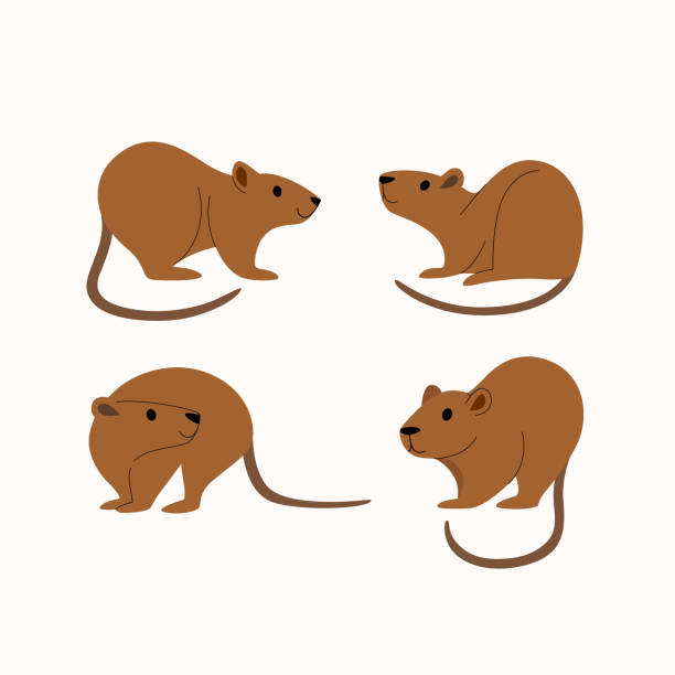 animal Cartoon nutria icon set. Cute animal character in different poses. Vector illustration for prints, clothing, packaging, stickers. nutria rodent animal alphabet stock illustrations