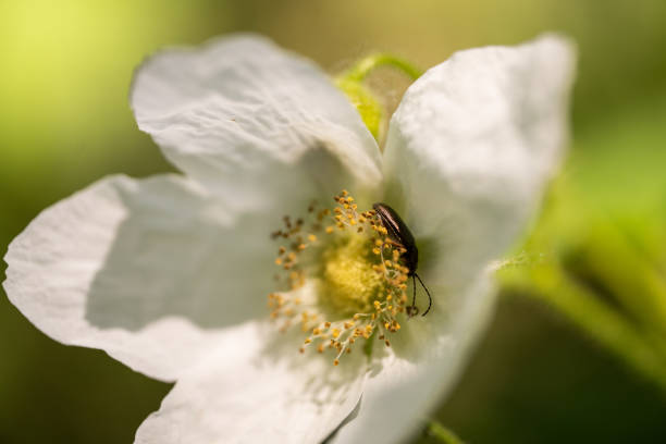 istock beetle hiding in a wild rose flower 1303632548