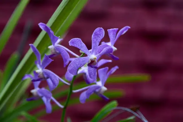 Photo of blue Orchid Flowers   in Royal botanic gardens, Peradeniya, Sri Lanka