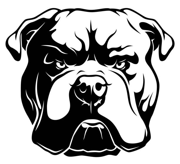 American bulldog American bulldog black and white head illustration isolated on white background bulldog stock illustrations