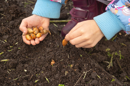 Children's hands plant small bulbs in the ground. Selective focus