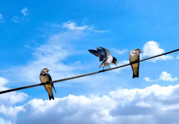 A family of swallows on a wire of electricity