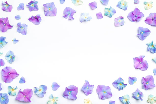 istock Flowers composition. Frame of pink flowers hydrangea on white background. Creative flowering layout. Pink flowers pattern. Top view, flat lay 1303638837