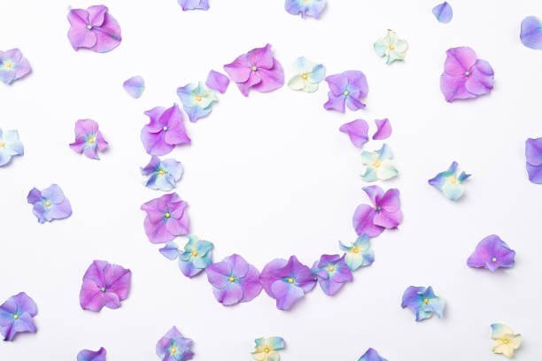 istock Flowers composition. Frame of pink flowers hydrangea on white background. Creative flowering layout. Pink flowers pattern. Top view, flat lay 1303638876