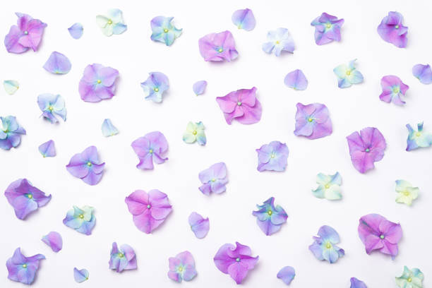 istock Flowers composition. Pink flowers hydrangea on white background. Creative flowering background. Pink flowers pattern. Top view 1303638905