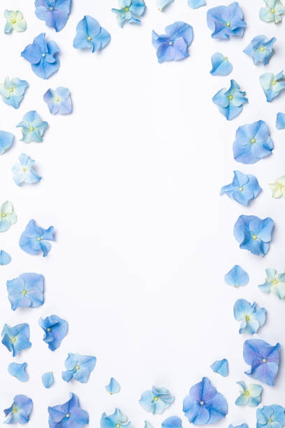 istock Flowers composition. Frame of blue flowers hydrangea on white background. Creative flowering layout. Blue flowers pattern. Top view, flat lay 1303638908