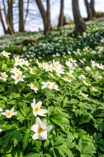 春に木のイソギンチャクと開花草原 - sweden wildflower wood anemone flower ストックフォトと画像