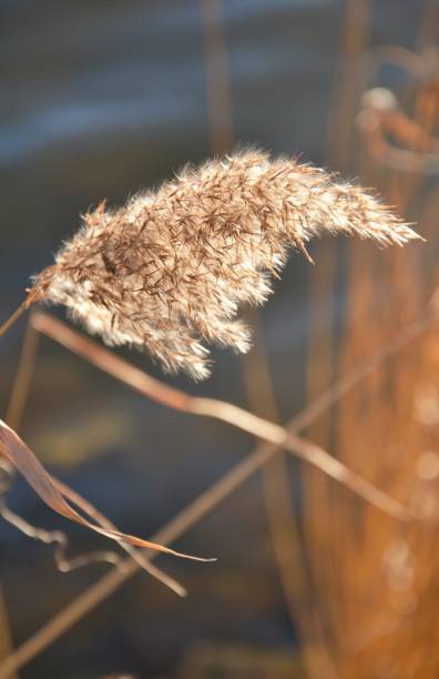 istock Reed plume in winter on a river bank 1303639141