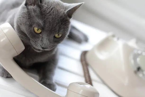 gray cat with a tube on the background of a retro telephone