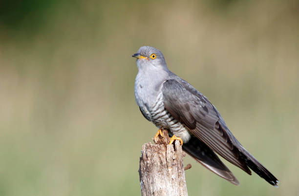istock Male cuckoo at a breeding site in Yorkshire 1303640548
