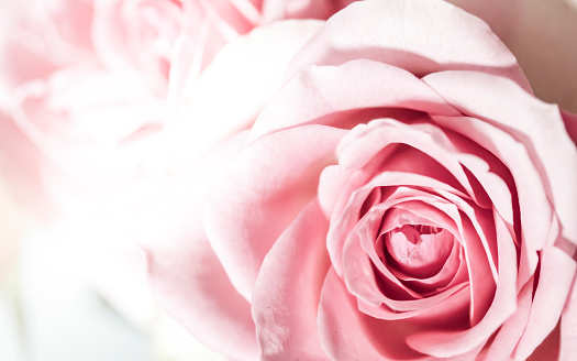 Close-up of pink roses in a vase for use as a background or on a greetings card.