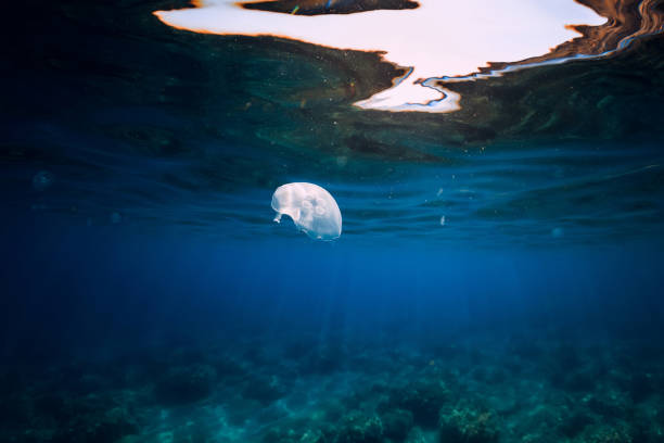 istock Jellyfish glides in transparent blue ocean underwater 1303642107