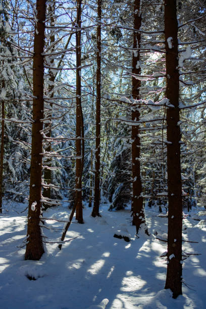 istock beautiful snowy winter mountain forest 1303642377