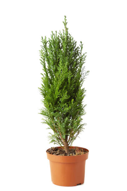 istock Cypress in pot isolated on white background. 1303643681