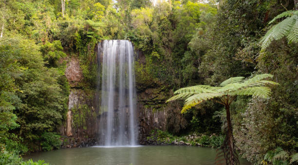 istock Millaa Millaa Falls, Queensland, Australia 1303643739