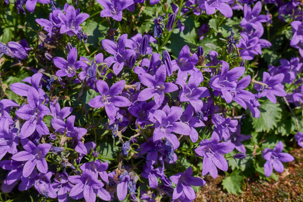 istock Campanula portenschlagiana  in bloom 1303643839