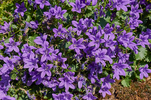 Campanula portenschlagiana purple flowers close up