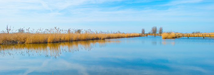 Reed along the edge of a lake in wetland under a bright blue cloudy sky in winter, Almere, Flevoland, The Netherlands, February 21, 2021