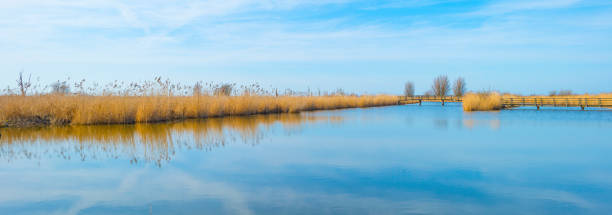 Reed along the edge of a lake in wetland under a bright blue cloudy sky in winter Reed along the edge of a lake in wetland under a bright blue cloudy sky in winter, Almere, Flevoland, The Netherlands, February 21, 2021 almere photos stock pictures, royalty-free photos & images
