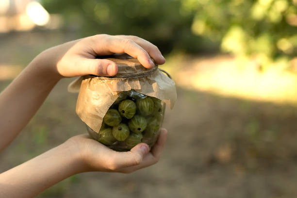 uva spina in un barattolo di vetro stare su una sedia su uno sfondo verde. mani che tengono un barattolo di uva spina. - gooseberry foto e immagini stock