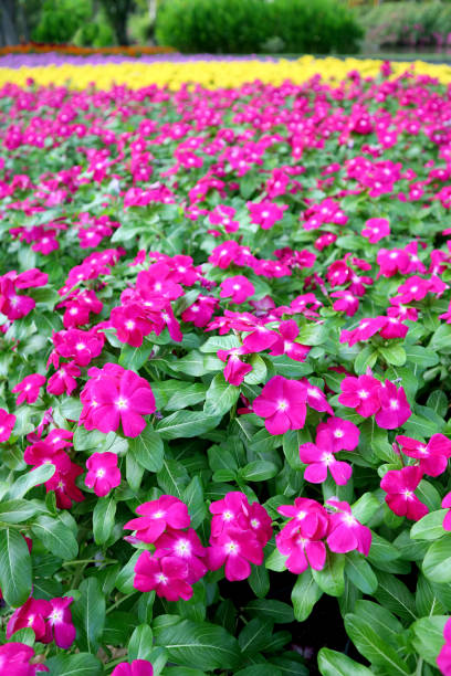 Vertical Image of Hot Pink Cape Periwinkle Field in the Park Vertical Image of Hot Pink Cape Periwinkle Field in the Park catharanthus roseus stock pictures, royalty-free photos & images