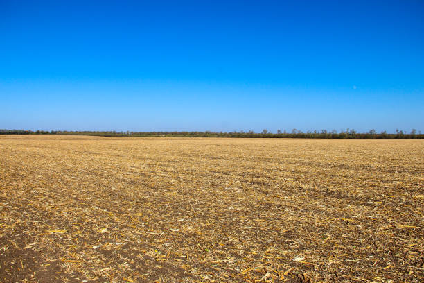 istock Plowed field with remnants of corn 1303648871