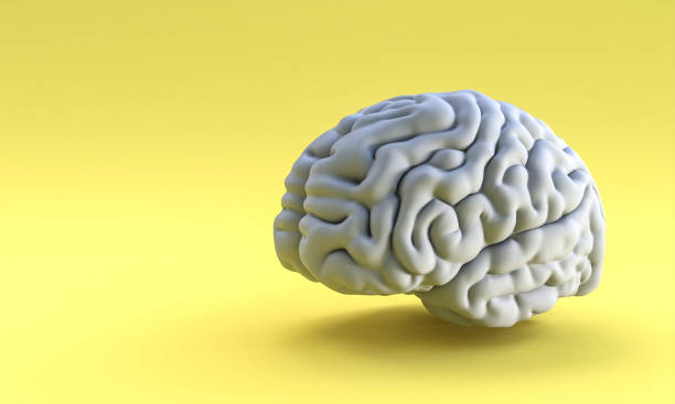 istock gray human brain on yellow background. 1303648929