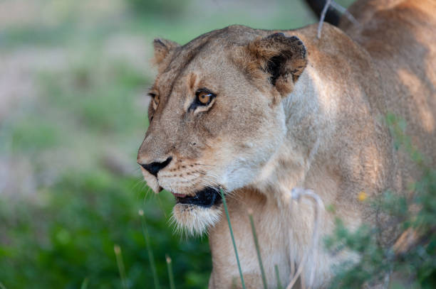istock Female Lion in the Wild 1303648949