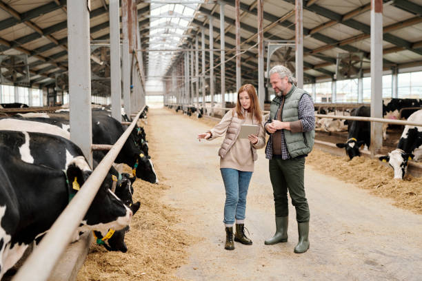 Young pretty female worker of contemporary animal farm pointing at milk cow Young pretty female worker of contemporary animal farm pointing at one of purebred milk cows while discussing its characteristics with colleague two cows stock pictures, royalty-free photos & images