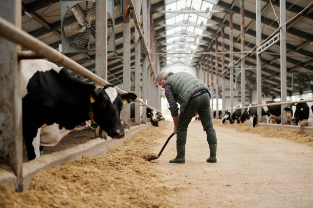 牛とパドックによって牛のための家畜飼料を置く農場の成熟した労働者 - farm worker ストックフォトと画像