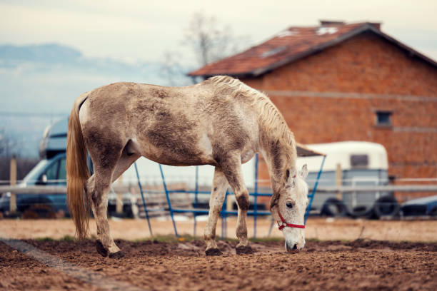 istock Dirty horses in a muddy riding arena 1303649253