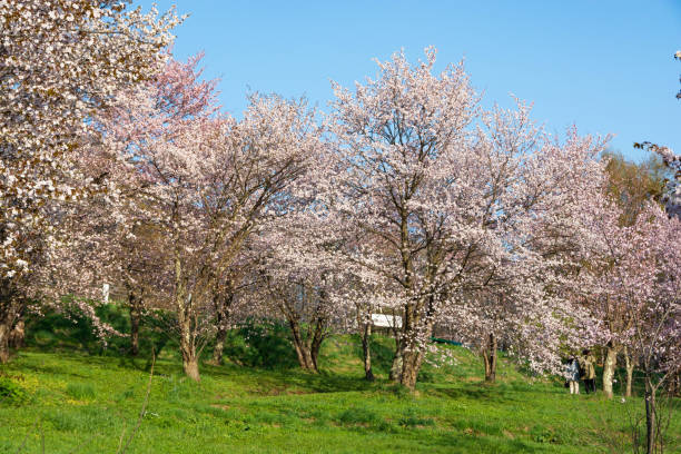 istock Park with cherry blossoms in full bloom in a sunny spring day 1303651847