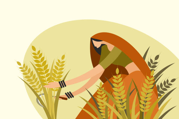 ilustrações de stock, clip art, desenhos animados e ícones de traditionally dressed indian woman harvesting wheat using a sickle - farm worker
