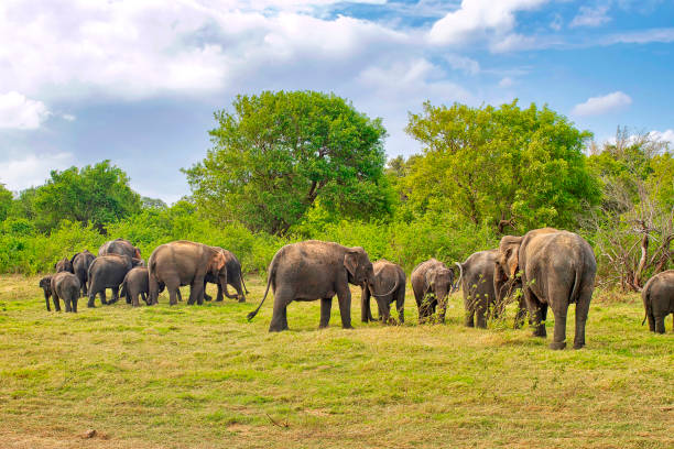 шри-ланки слон, национальный парк миннерия, шри-ланка - sri lankan elephants стоковые фото и изображения