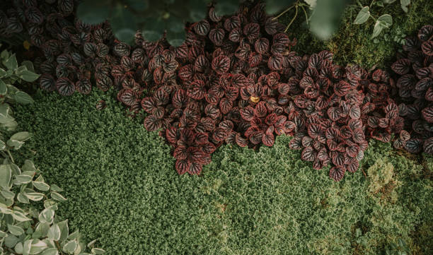 peperomia d’ondulation d’émeraude et clubmoss de krauss dans le jardin botanique de reine sirikit dans chaing mai - clubmoss photos et images de collection